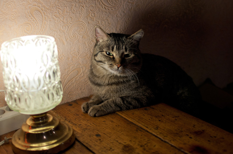 В помощь любителям в комментариях ставить картинку кота с лампой!