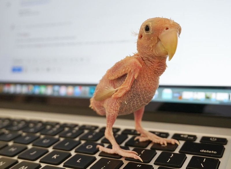 Попугай без перьев стал звездой интернета