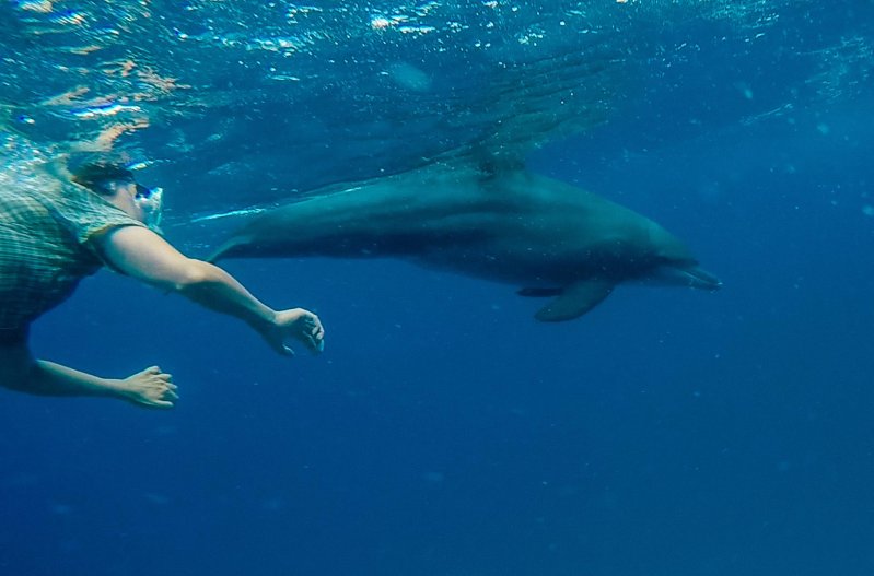 Встретил дельфина 