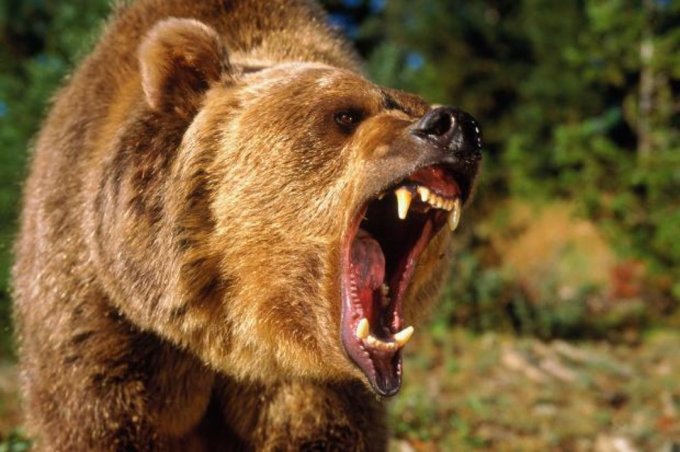 Если на вас нападает медведь, притворитесь мертвым 