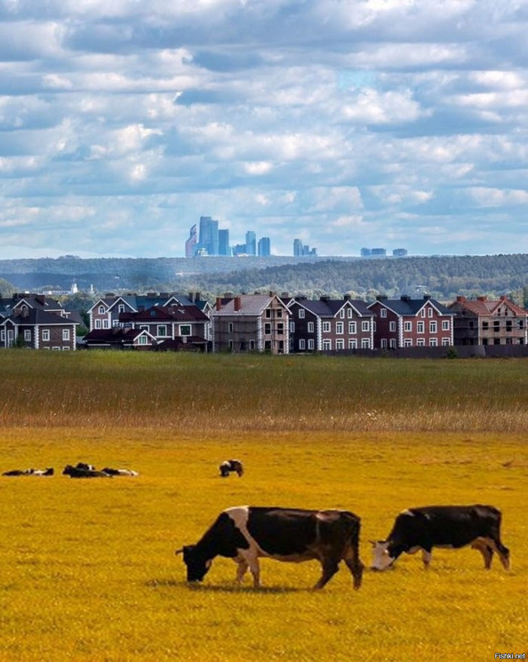 Contrast city. Город и деревня. Контраст города и деревни. Gorod i derevnya. Город контрастов.