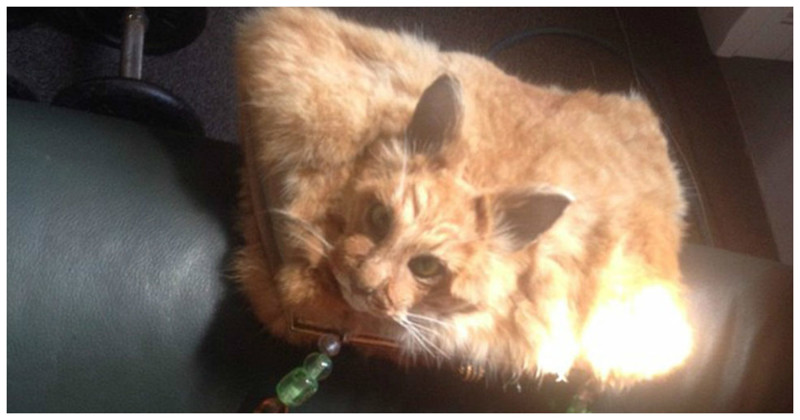 Таксидермист из Новой Зеландии выставила на аукцион женскую сумочку, сделанную из кошки аукцон, кошка, таксидермия