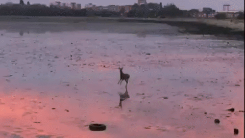 Гифки дня Гифки дня