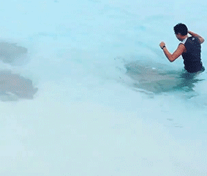 Кормление ската