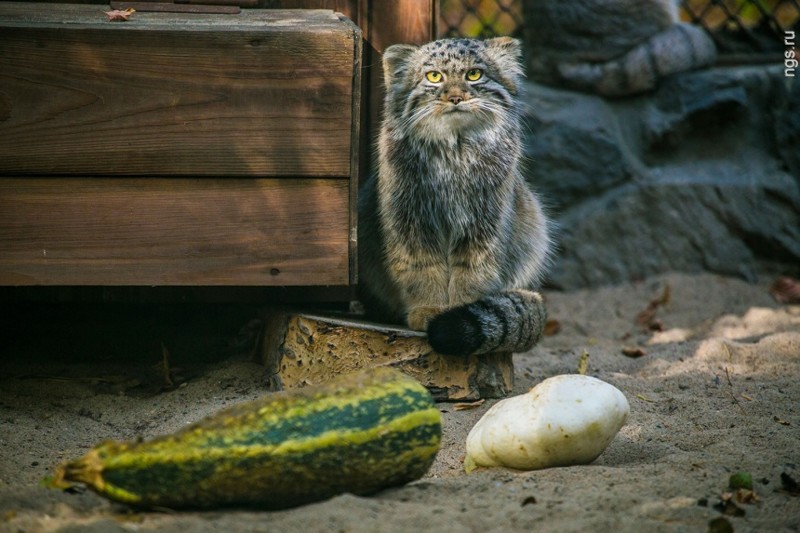 Суровые сибирские коты