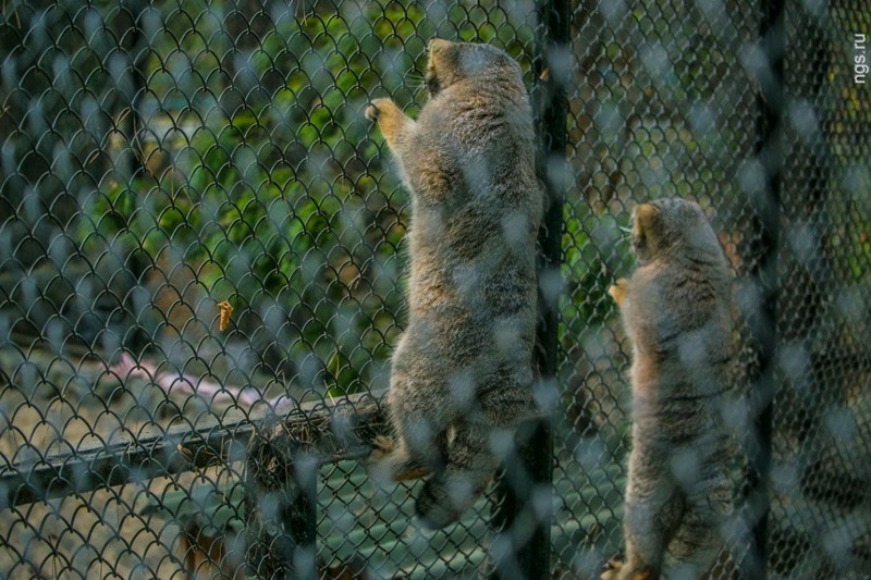Суровые сибирские коты
