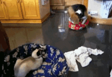 Наглые кошки оккупируют собачьи постели!