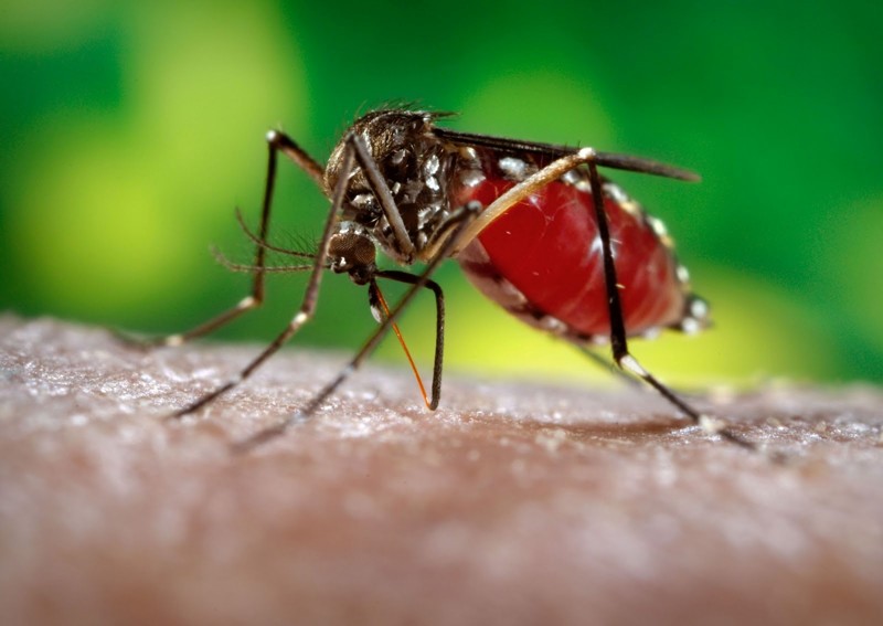 Лихорадка денге