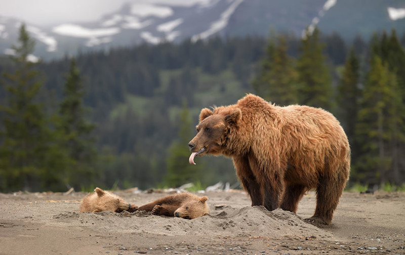 Самые трогательные мамы-медведицы и их медвежата медведи, мимими