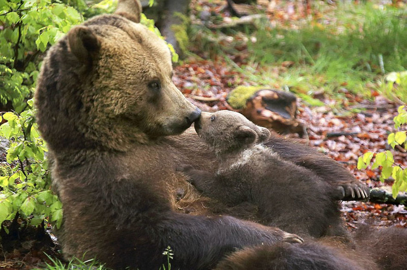 Самые трогательные мамы-медведицы и их медвежата медведи, мимими