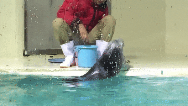 Выдра требует еды