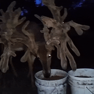 Нежданный гость