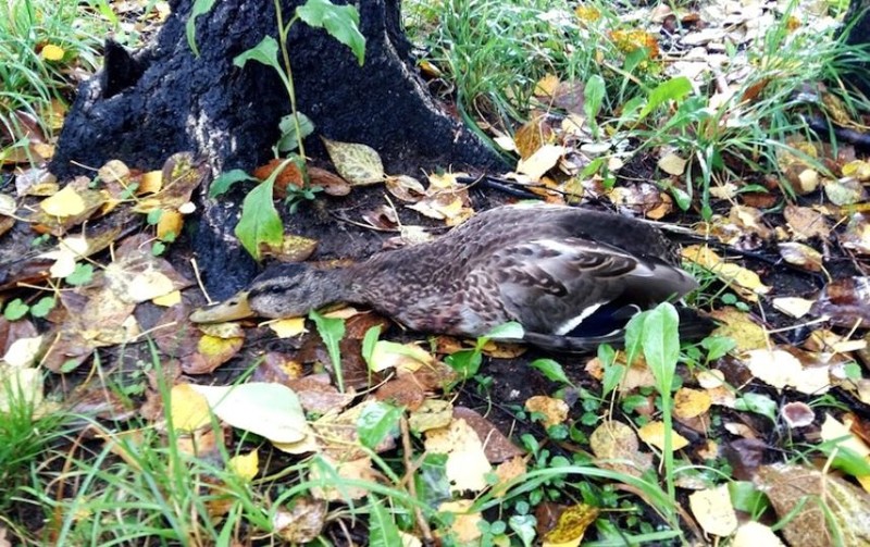 В Москве лебедь спас поперхнувшуюся желудем утку