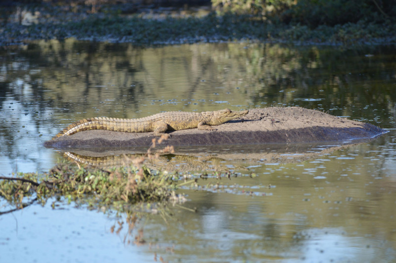 Нильский крокодильчик прокатился на спине ничего не подозревающего бегемота