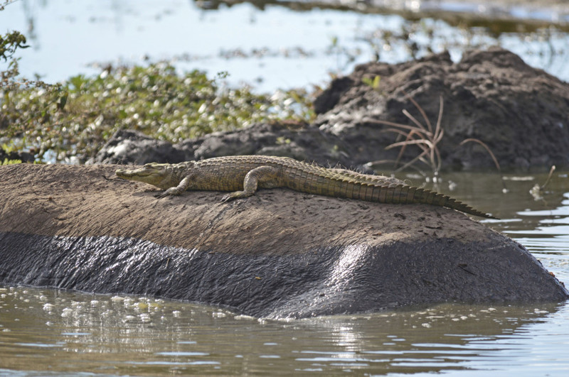 Нильский крокодильчик прокатился на спине ничего не подозревающего бегемота