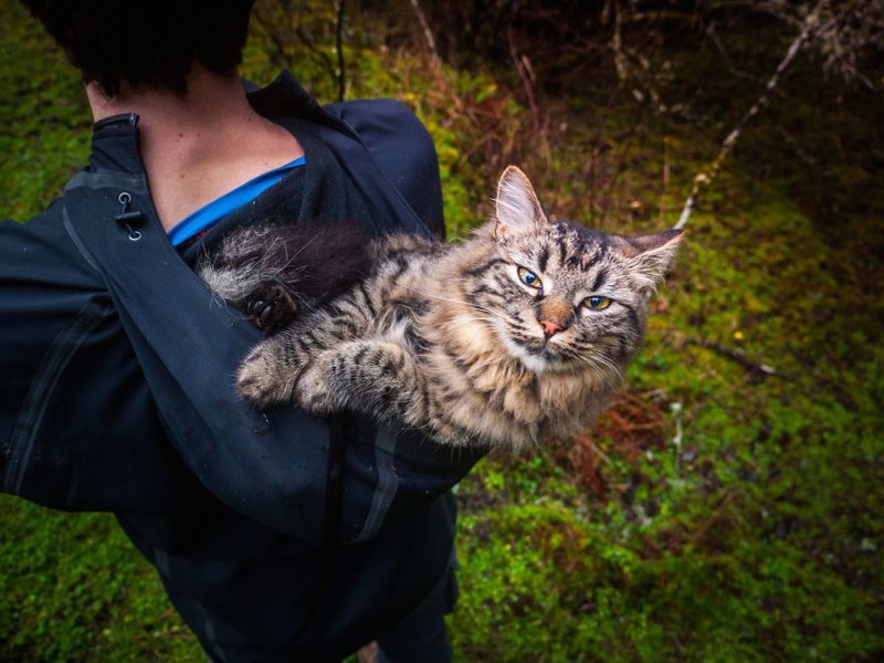 Собираясь в поход, девушки нашли двух выброшенных кошек