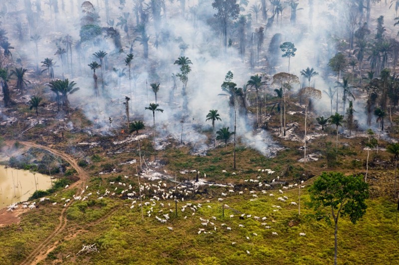 10. Поджог дождевых лесов Амазонии, Бразилия.