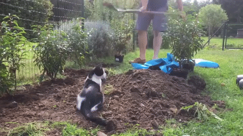 Главный проверяющий