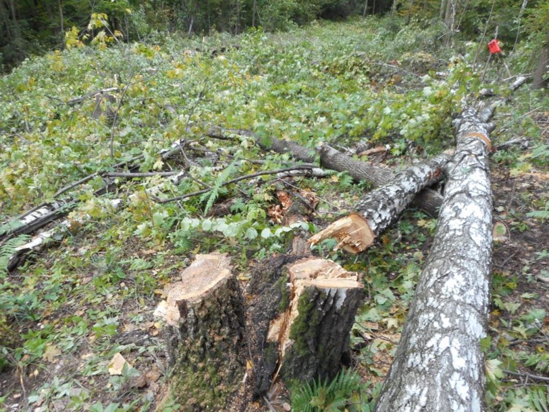 Вырубают Бутовский лес
