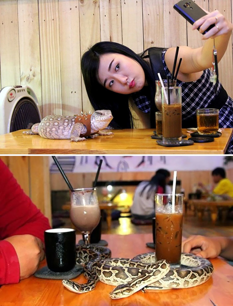 Кафе рептилий, Phu Nhuan’s Café Babo, Сайгон, Вьетнам 