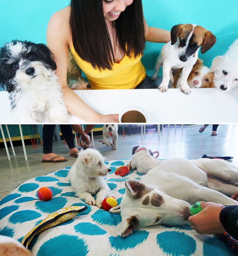 Кафе-приют для собак, где можно найти себе питомца, Dog Cafe, Лос-Анджелес, США