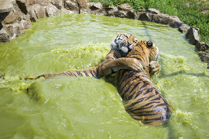 Вы все знаете об Амурских тиграх?