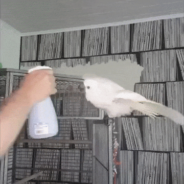 Попугай очень любит воду