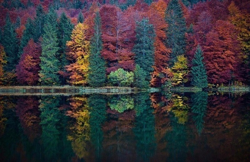 Осенний лес на одном из озер Аляски, США