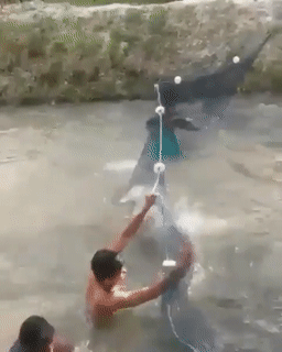 Не проплывет, так пролетит