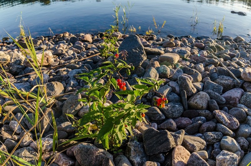 Закрытие сезона на Ладожском озере