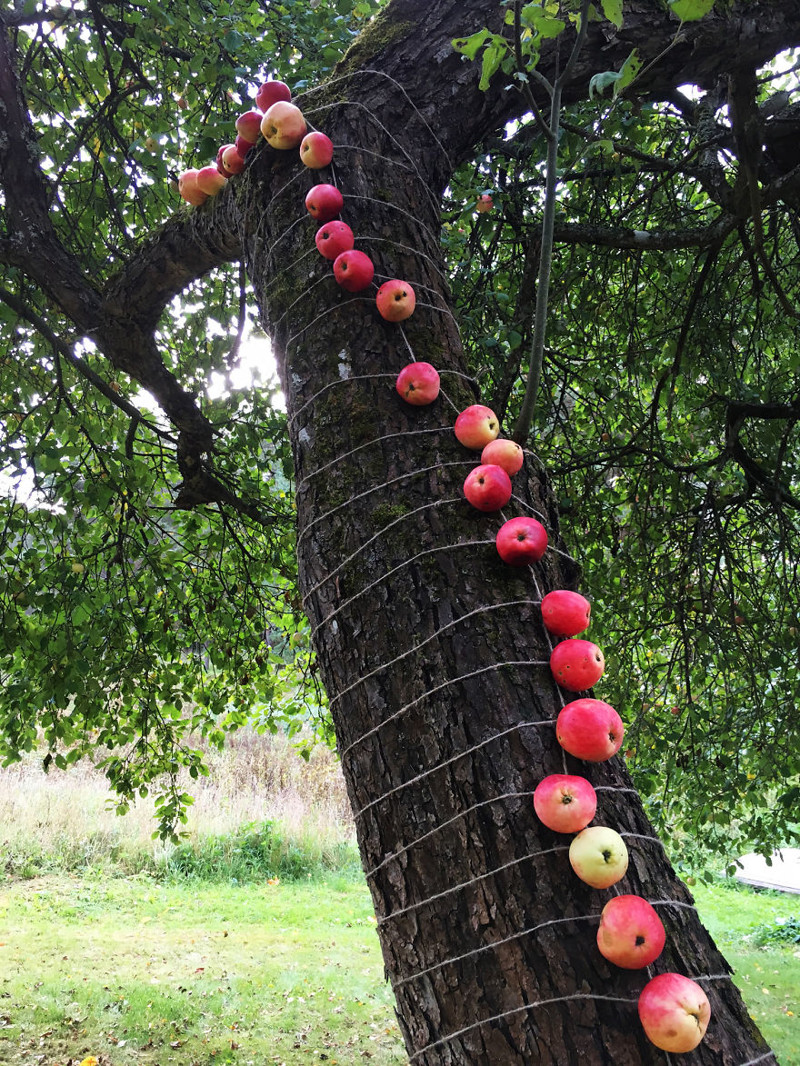 Чудесный "яблочный" арт-проект из Англии