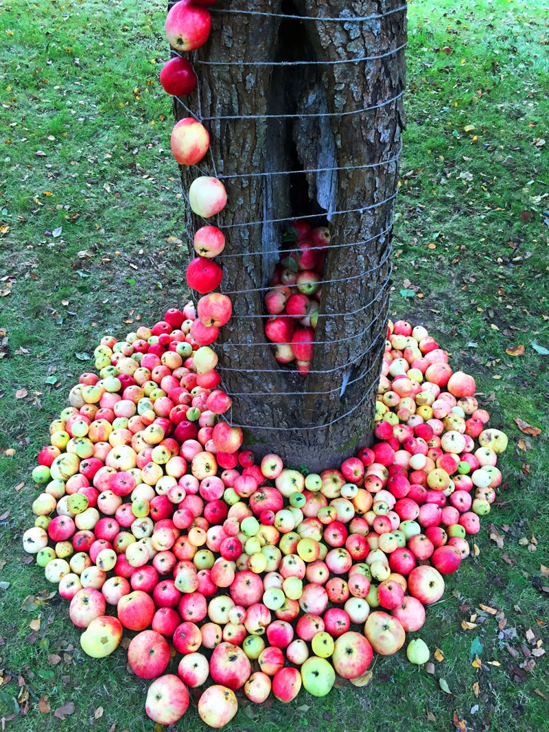 Чудесный "яблочный" арт-проект из Англии