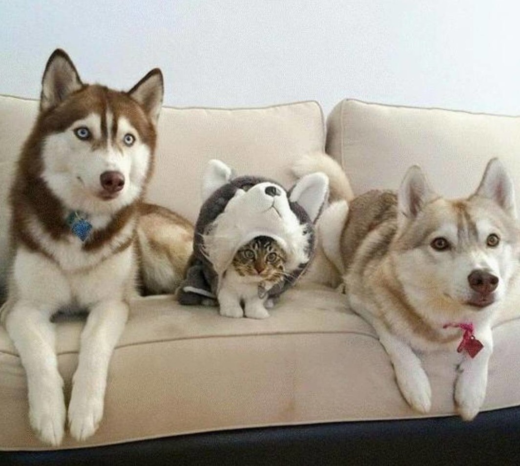 кот среди собак