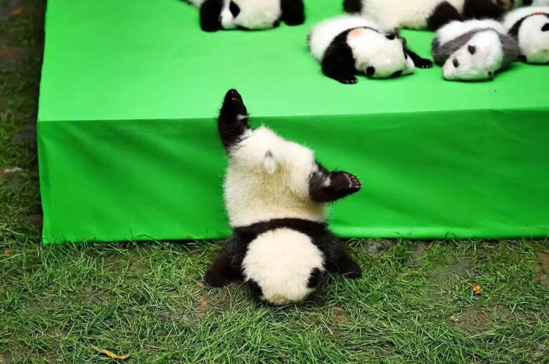 Пытаясь сбежать с собственной презентации, детеныш панды подполз к краю мата и упал прямо на мордочку 
