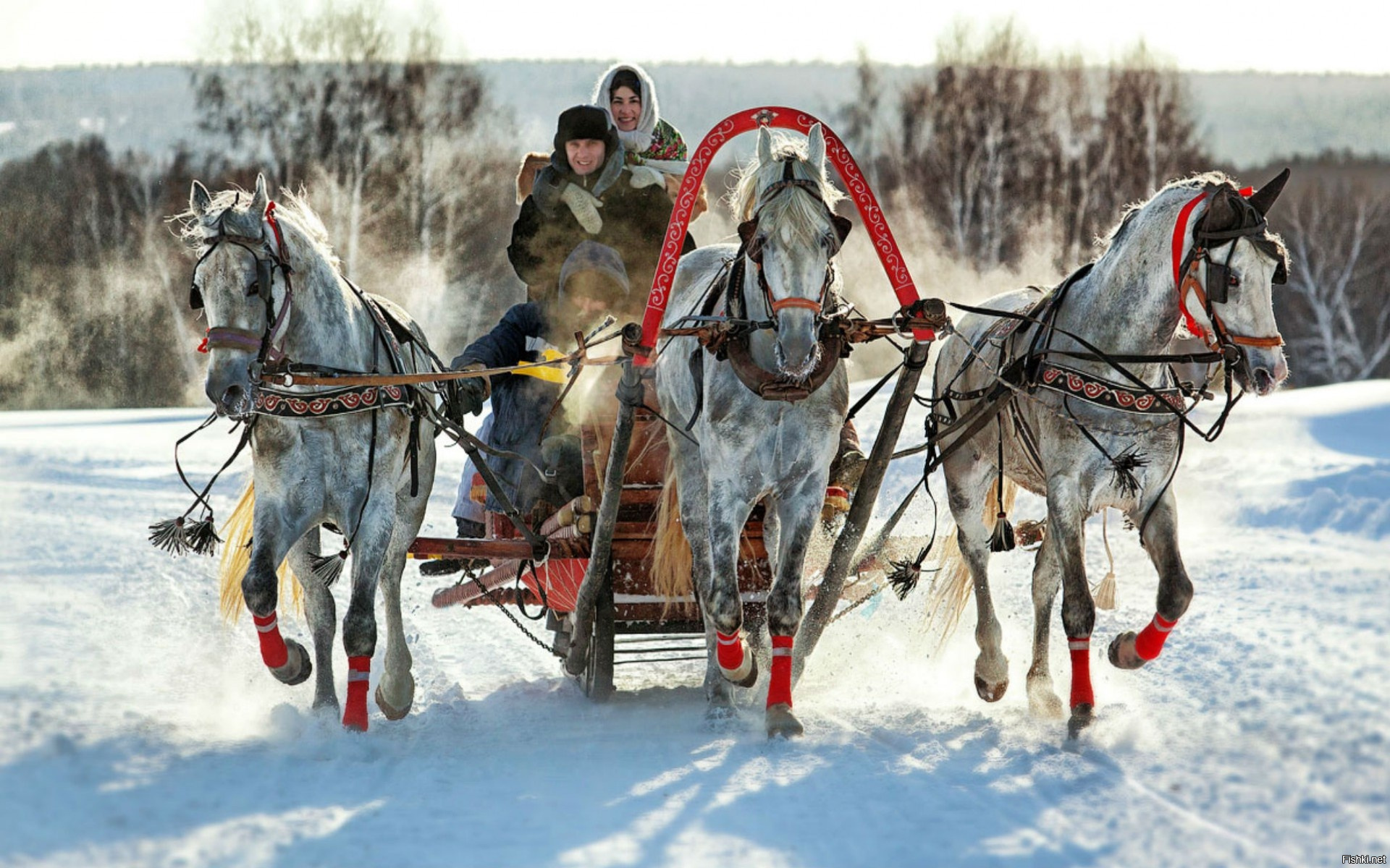 Запряженная тройка