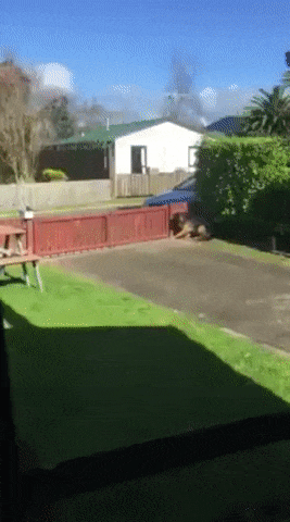 В ожидании почтальона