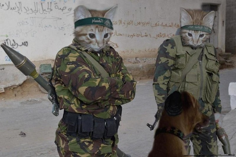 ИГИЛ начало борьбу с котиками