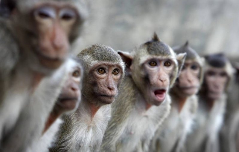 Две группировки обезьян устроили массовую драку на глазах у туристов 
