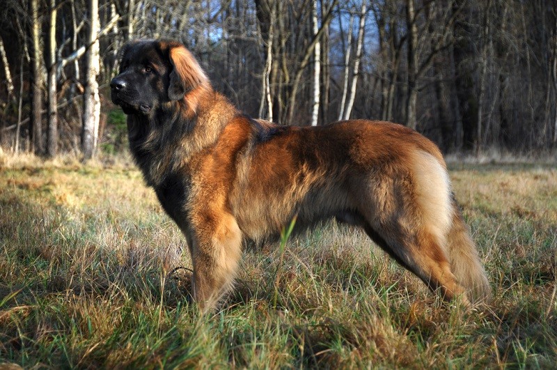 Какая самая длинная собака в мире порода