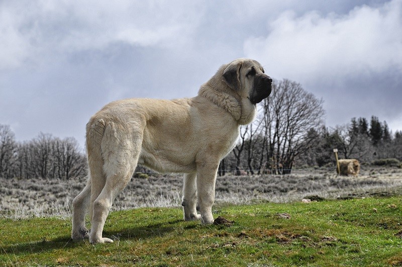 2-е место: Испанский мастиф - порода гигантских собак, родиной которой является Эстремадура, Испания. 