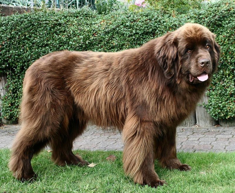 Собаки какой породы самые большие в мире