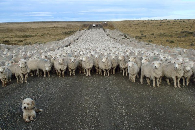 Четвероногий пастух и стадо овец