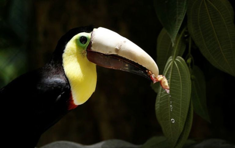 Благодаря протезу птица сможет прокормить себя  