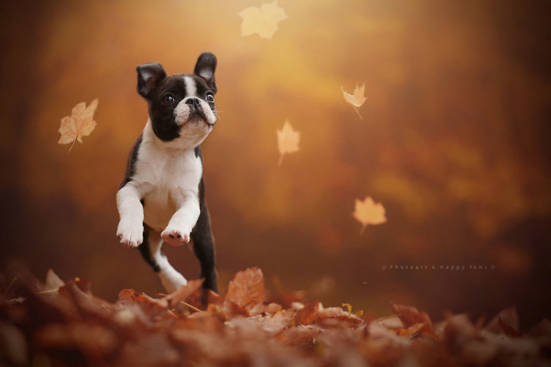 Как собаки наслаждаюся осенью
