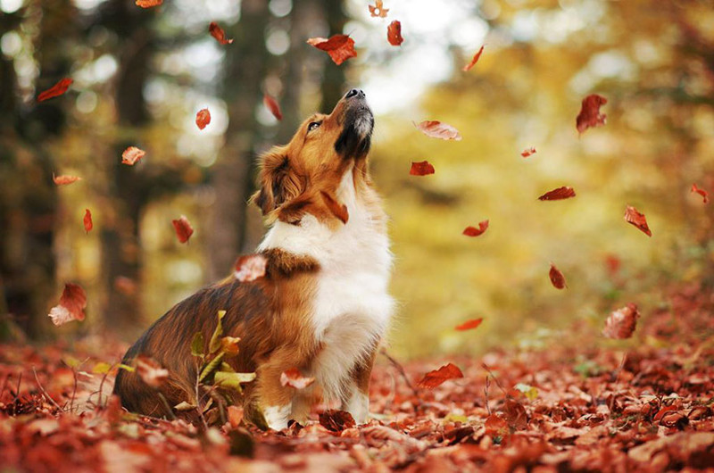 Как собаки наслаждаюся осенью