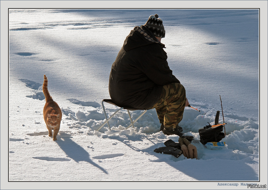 Зимняя рыбалка прикол. Кот на зимней рыбалке. Рыбак зимой. Зимняя рыбалка прикольные. Утро рыбалка зима.