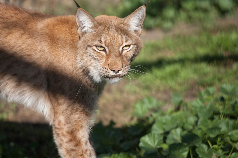 Грация и величие: "кошки" барнаульского зоопарка