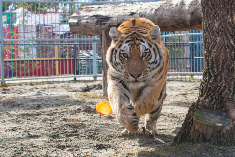 Грация и величие: "кошки" барнаульского зоопарка