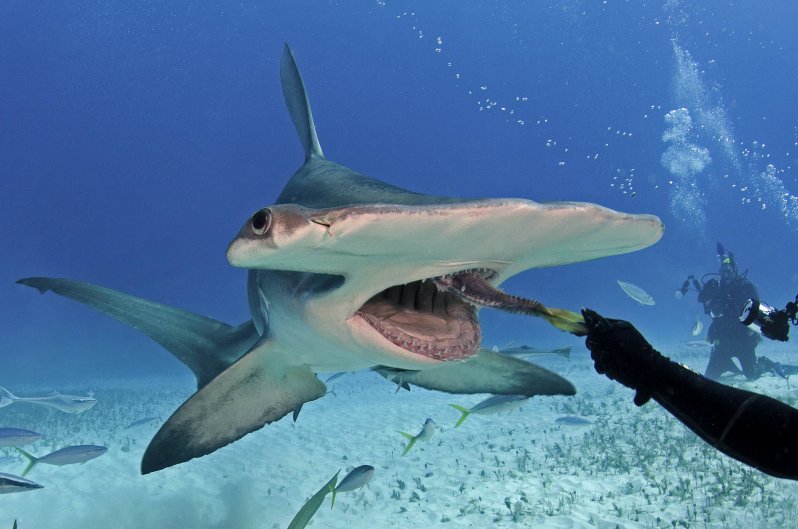 Кормление акулы с руки