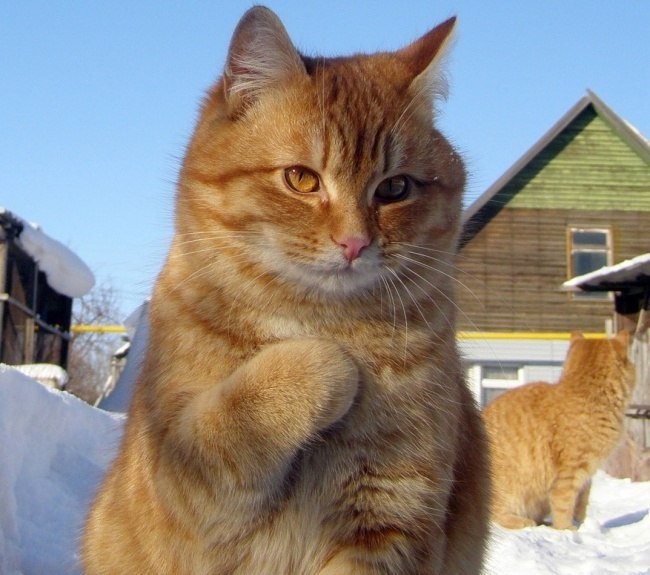 10 фотографий котов, сделанных в самый нужный момент животные, коты, факты